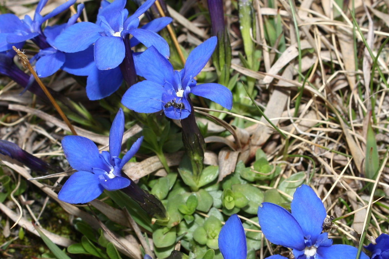 Gentiana orbicularis (=G. brachyphylla subsp. favratii) / Genziana di Favrat
